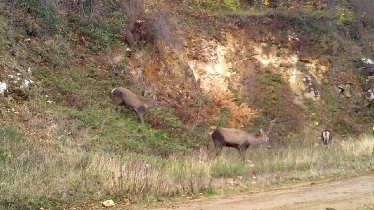 Uludağ'da kızıl geyikler fotokapana takıldı