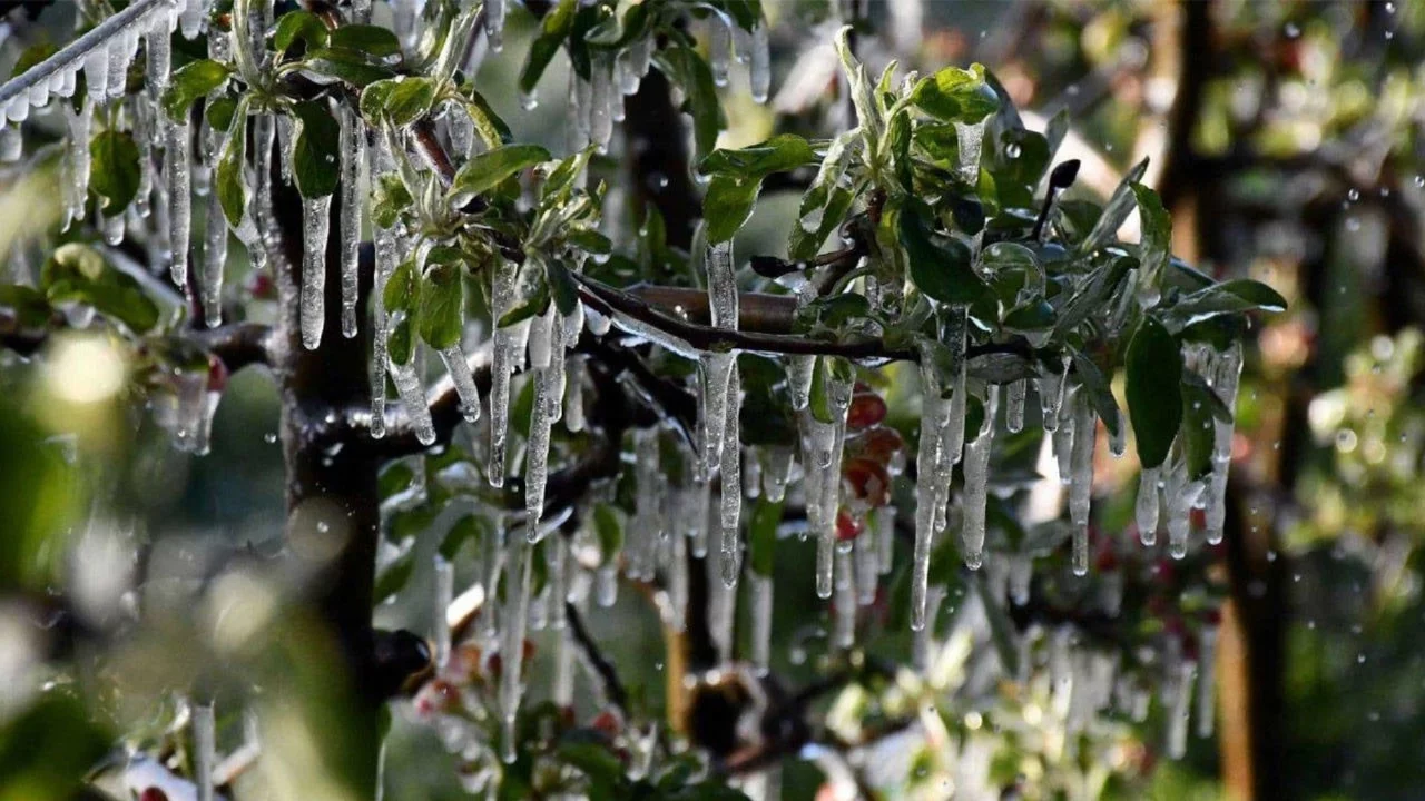 Bakanlık'tan üreticilere zirai don uyarısı