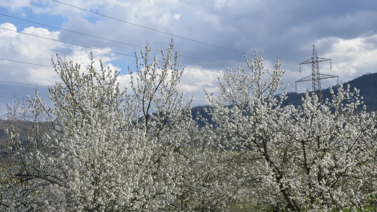 Bursa'da meyve ağaçları çiçeklendi