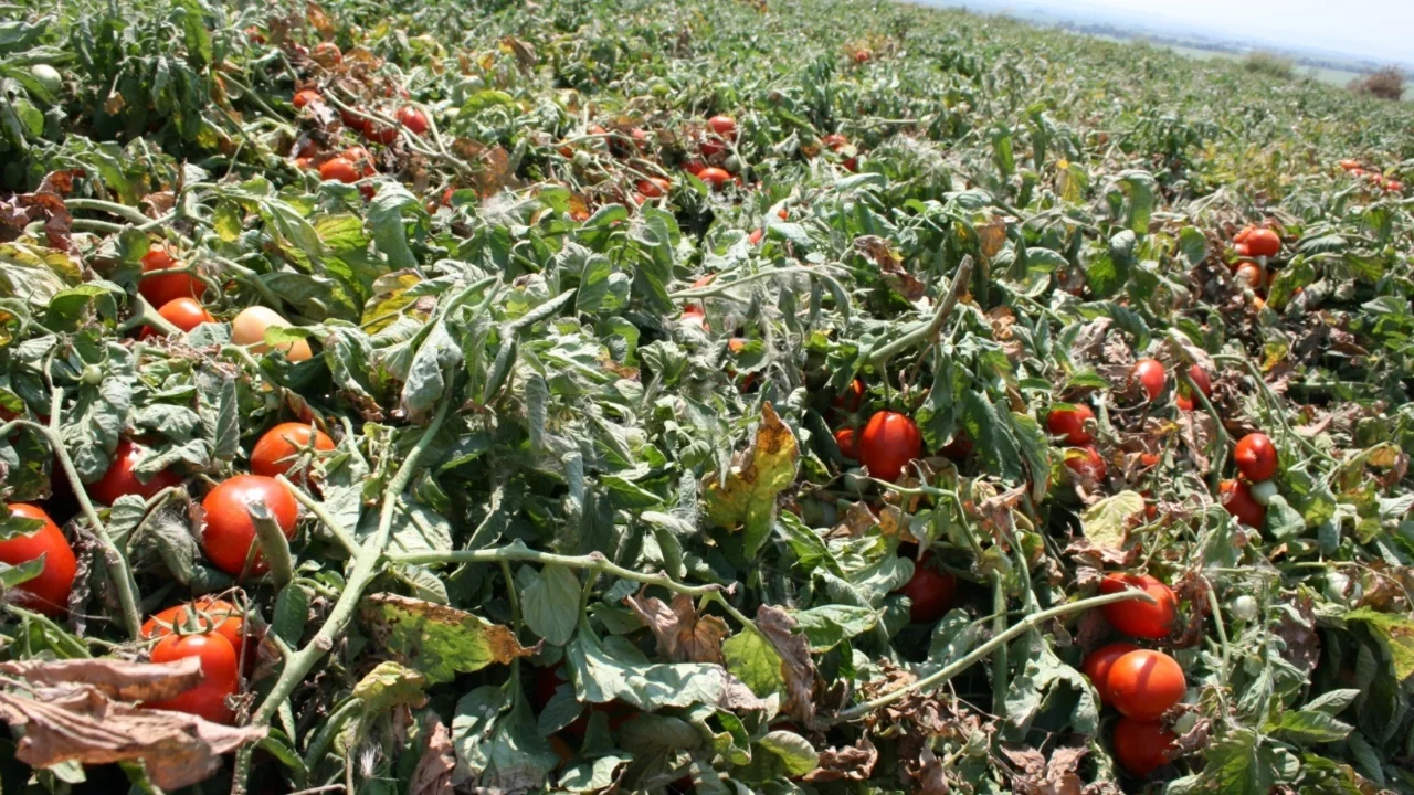 Karacabey'de salçalık domates ekiminde hesaplar altüst oldu
