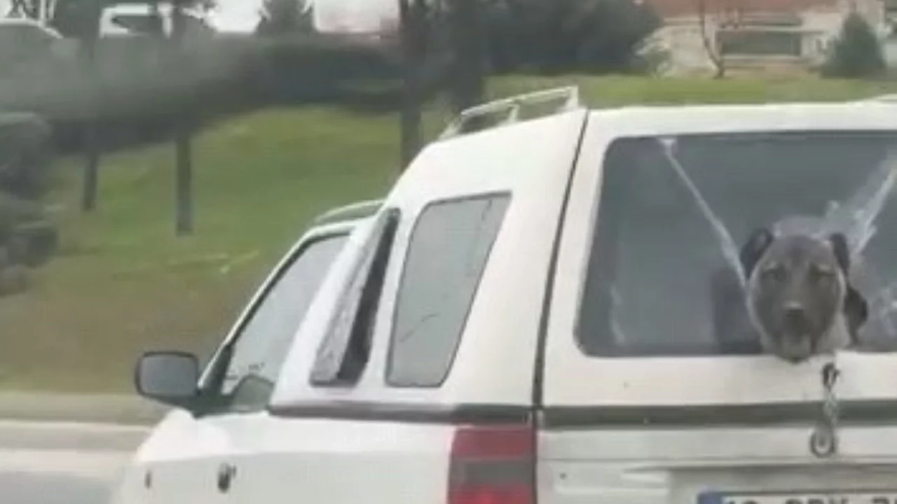 Bursa'da kırık camdan kafasını uzatan köpek gülümsetti