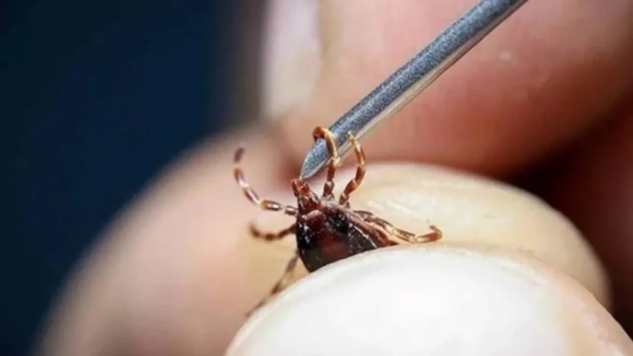 Sıcaklıklar arttı, kene sezonu açıldı