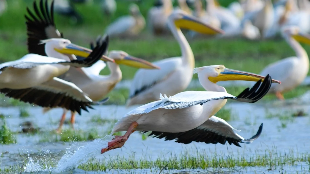 Göç yolundaki pelikan sürüsü Bursa'da mola verdi