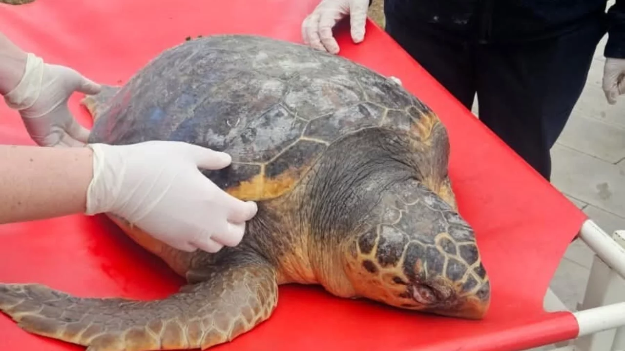 Tekirdağ'da ölü bulunan caretta caretta incelemeye alındı