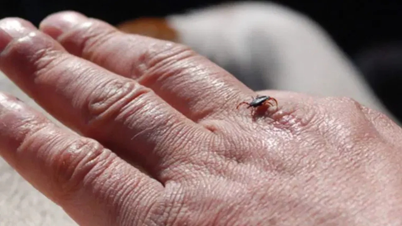 Yaz yaklaşırken uzmanlardan kene uyarısı!