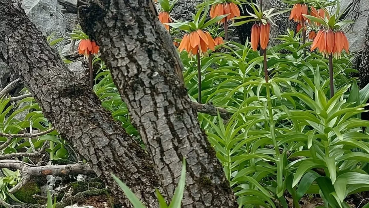 Bu çiçeği koparmanın cezası 700 bin TL