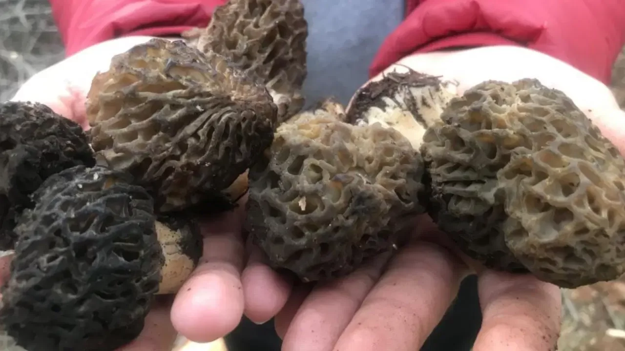 Antalya'da bin 800 rakımlı dağlardan toplanıp kilosu bin 500 liradan satılıyor