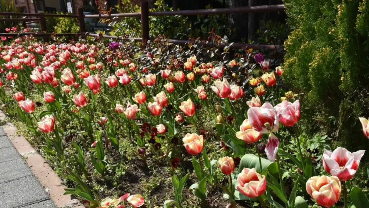 İstanbul'da lale zamanı başladı