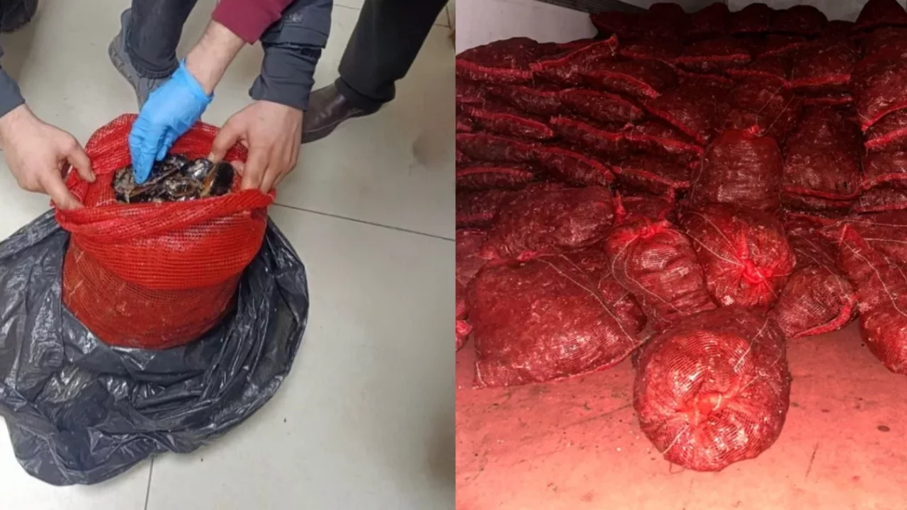 Bursa ve Balıkesir'de eş zamanlı operasyon: Halk sağlığını tehdit eden tonlarca midye ele geçirildi