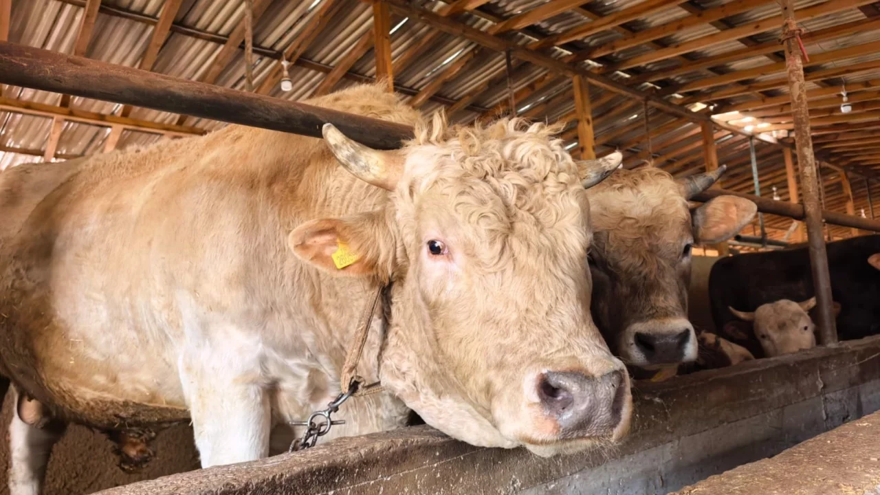 Bursa'da kurbanlık hayvan satışı başladı: Tonluk 'Paşa' 500 bin lira