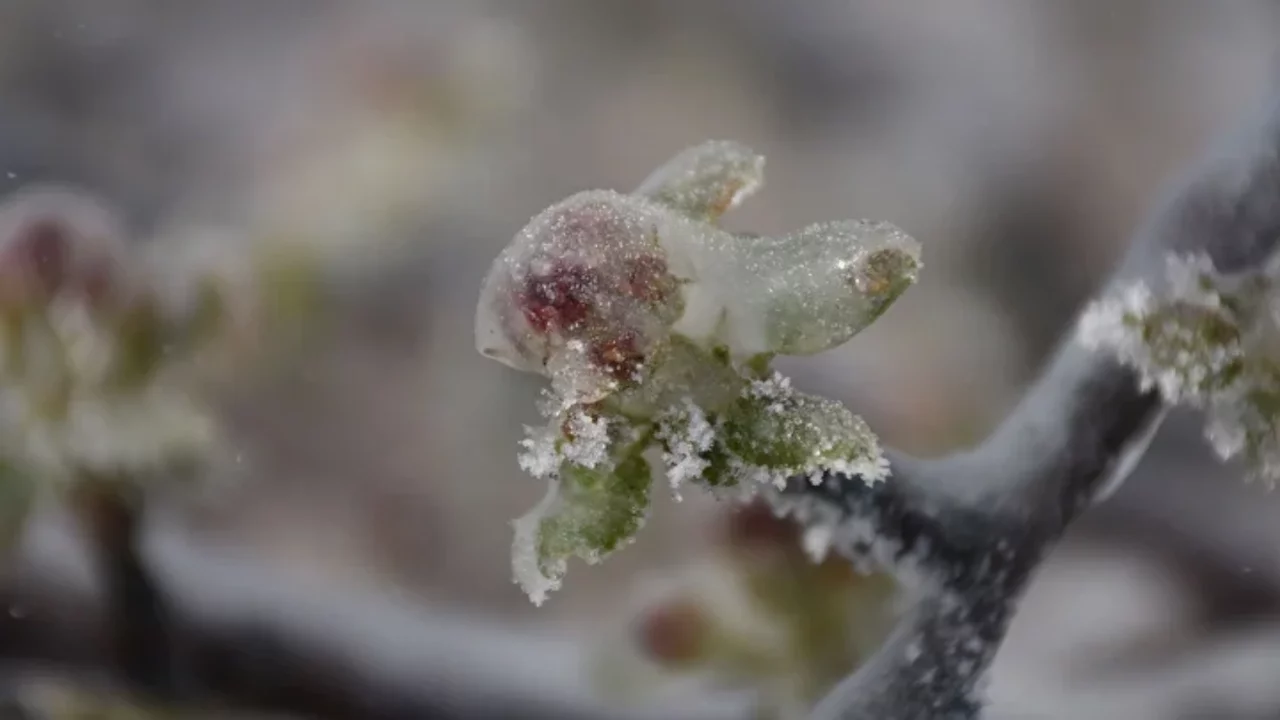 TBMM'nin zirai don raporunda dikkat çeken öneri