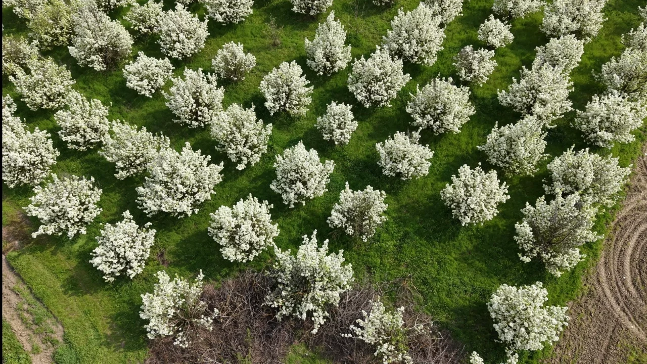 Bursa'da meyve ağaçları kartpostallık görüntüler oluşturdu