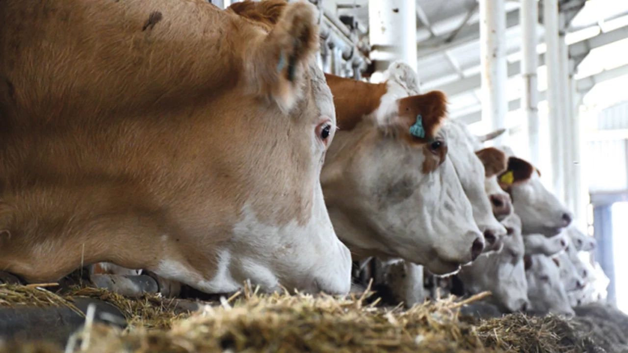 Midilli'de hayvan yetiştiricileri limana giriş ve çıkışı engelledi