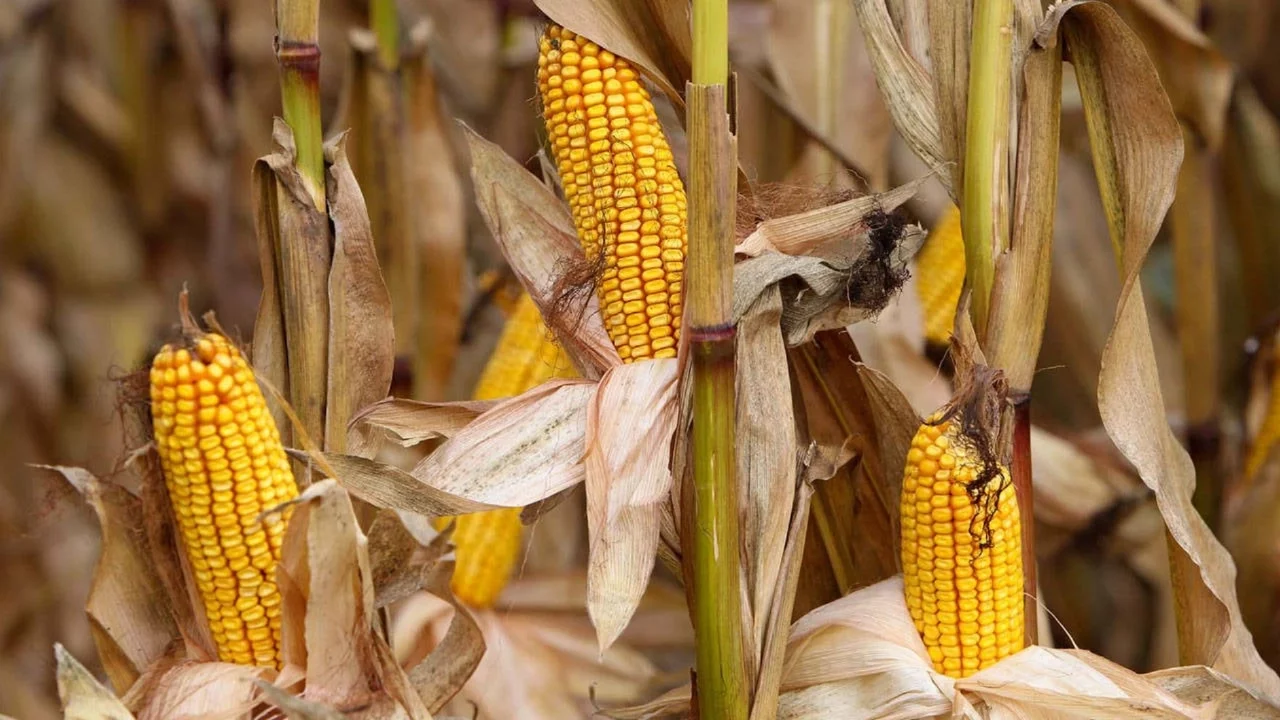 Resmi Gazete yayımladı: Mısır ithalatı için tarife kontenjanı açıldı