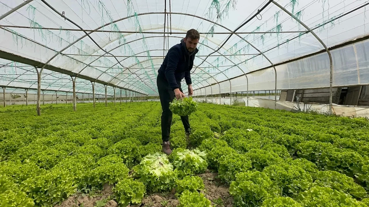 Bursa'da marul fiyatları uçtu! Ekim yapmayan çiftçiler pişman oldu