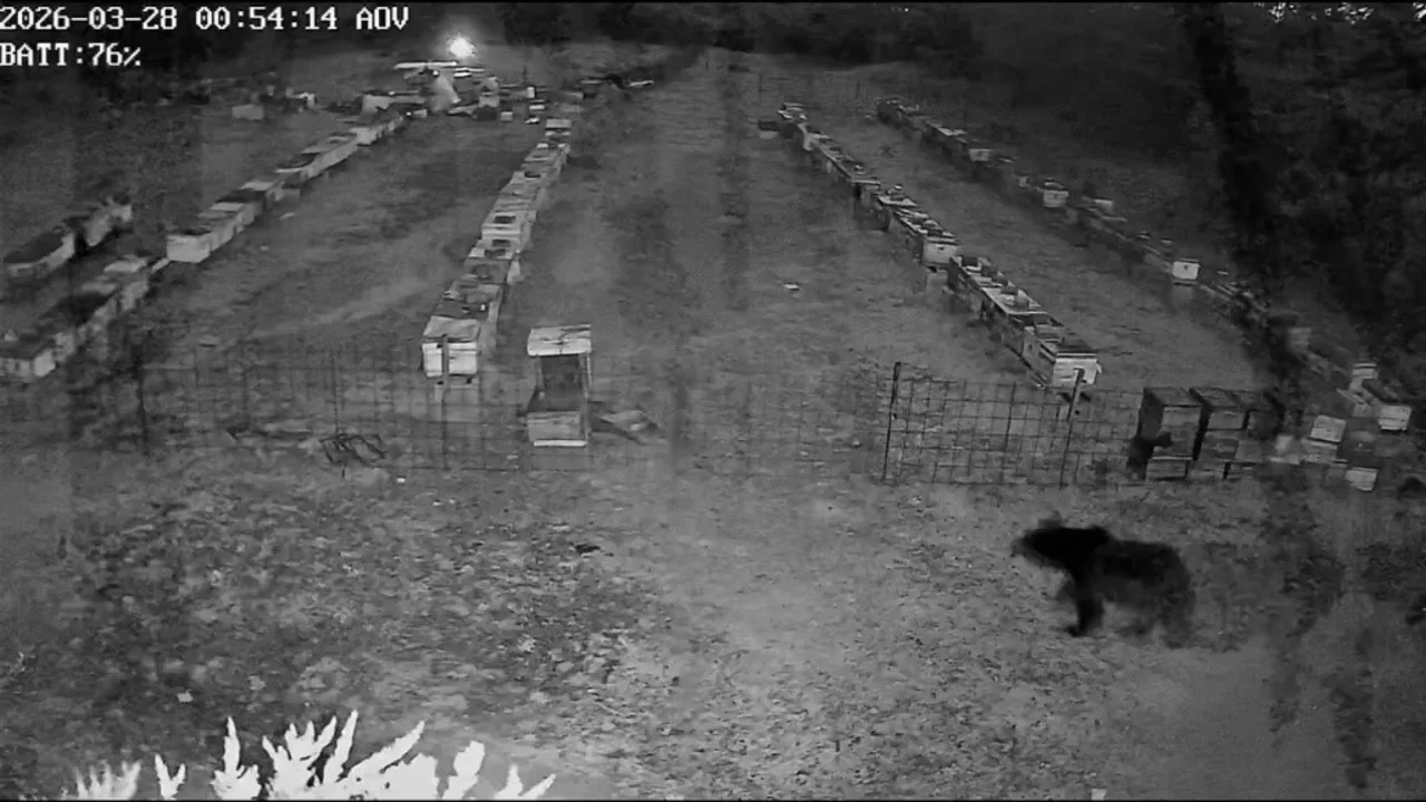 Bursa'da ayı ailesi, arıcıların kabusu oldu!