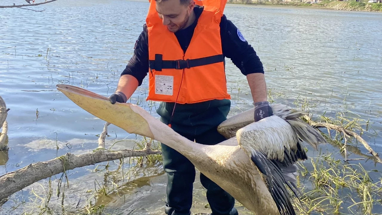 Bursa'da barajda mahsur kalan pelikan kurtarıldı