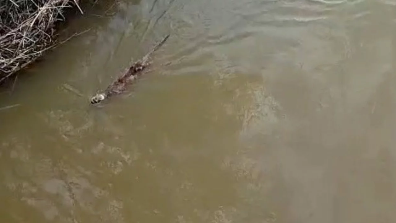Bursa'da derede sürpriz misafir: Su samuru görüntülendi