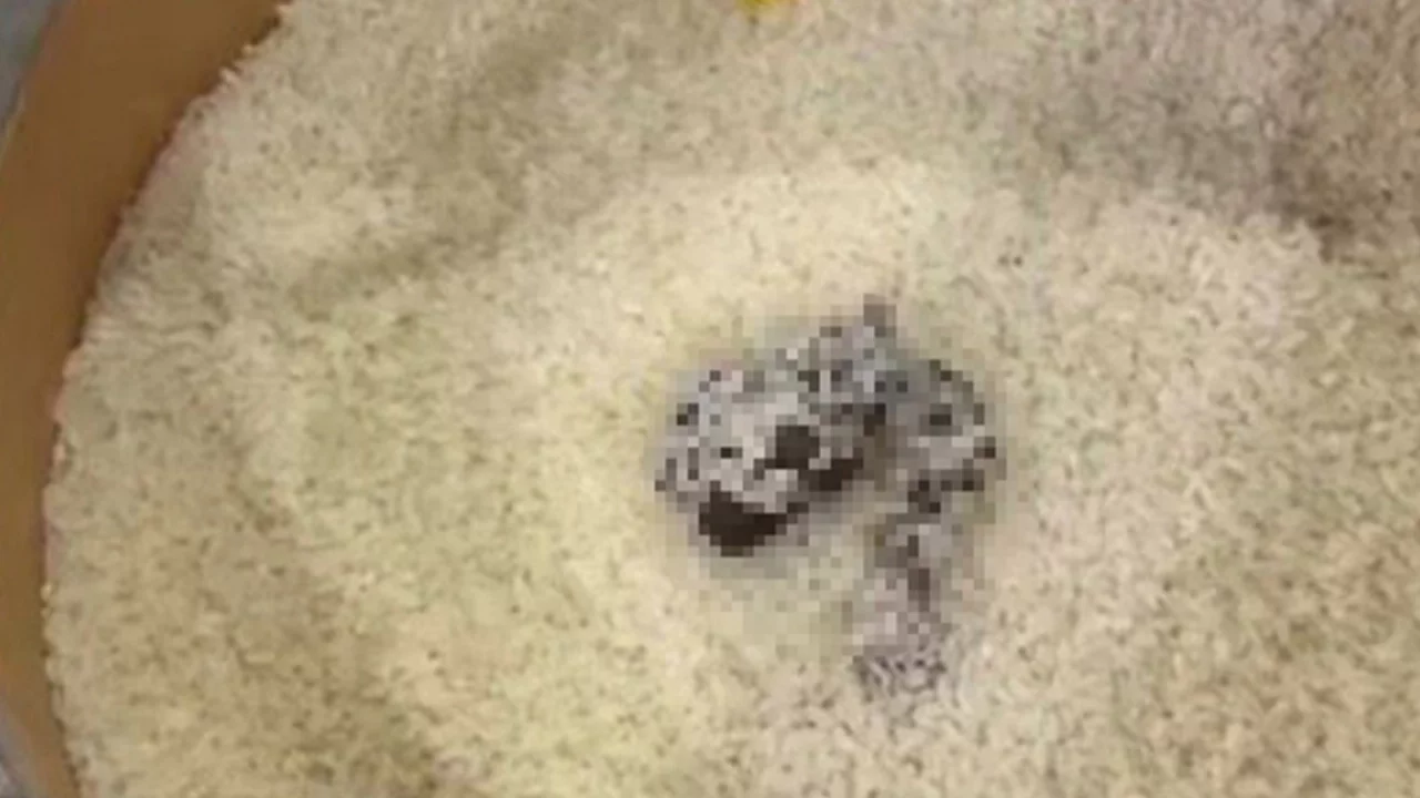 Mersin'de skandal görüntü! Pirinçten dışkı çıktı