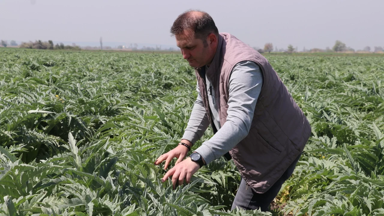 Bursa'da hafta içi memur, hafta sonu çiftçi! Ata toprağında enginar üretiyor