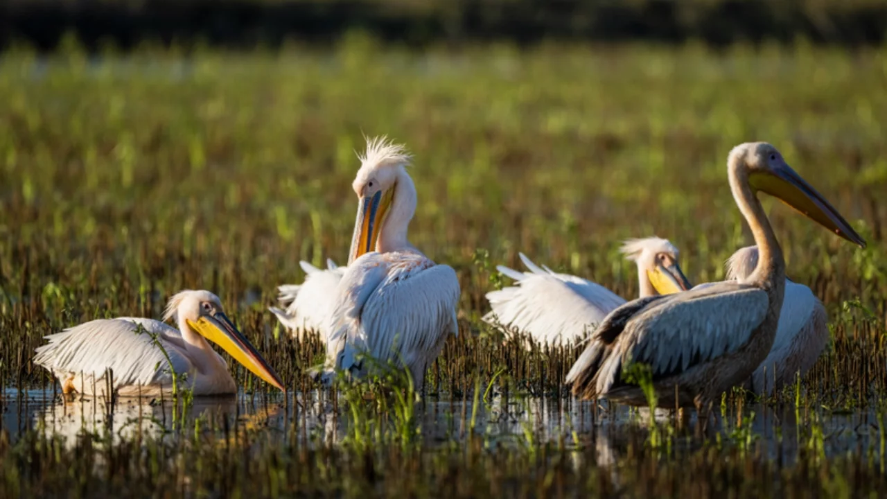 Karacabey'de taşkın alanları göçmen kuşlar için yaşam alanına dönüştü