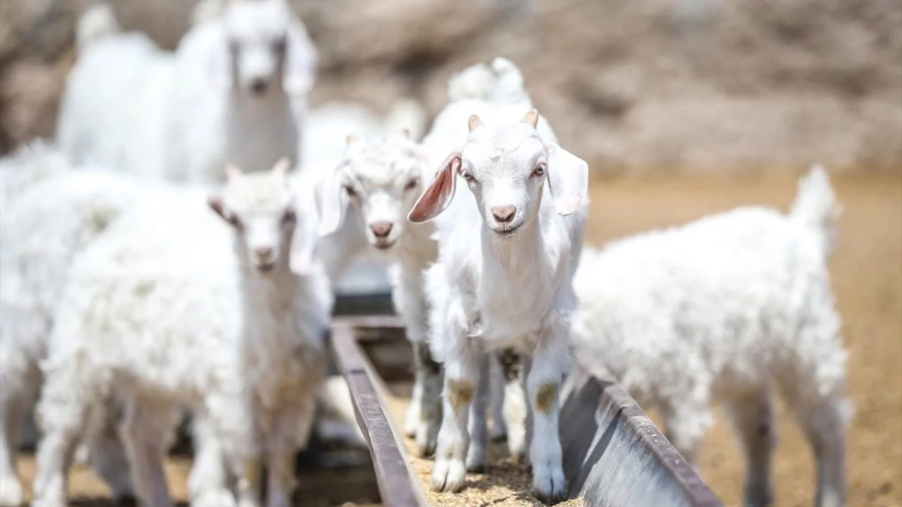 Islah projeleriyle yerli keçi ırklarında sayı artıyor