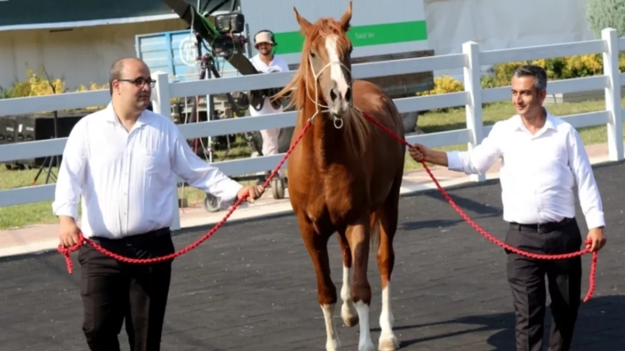 TİGEM'in 2026 yılı safkan Arap tay satış tarihleri belirlendi