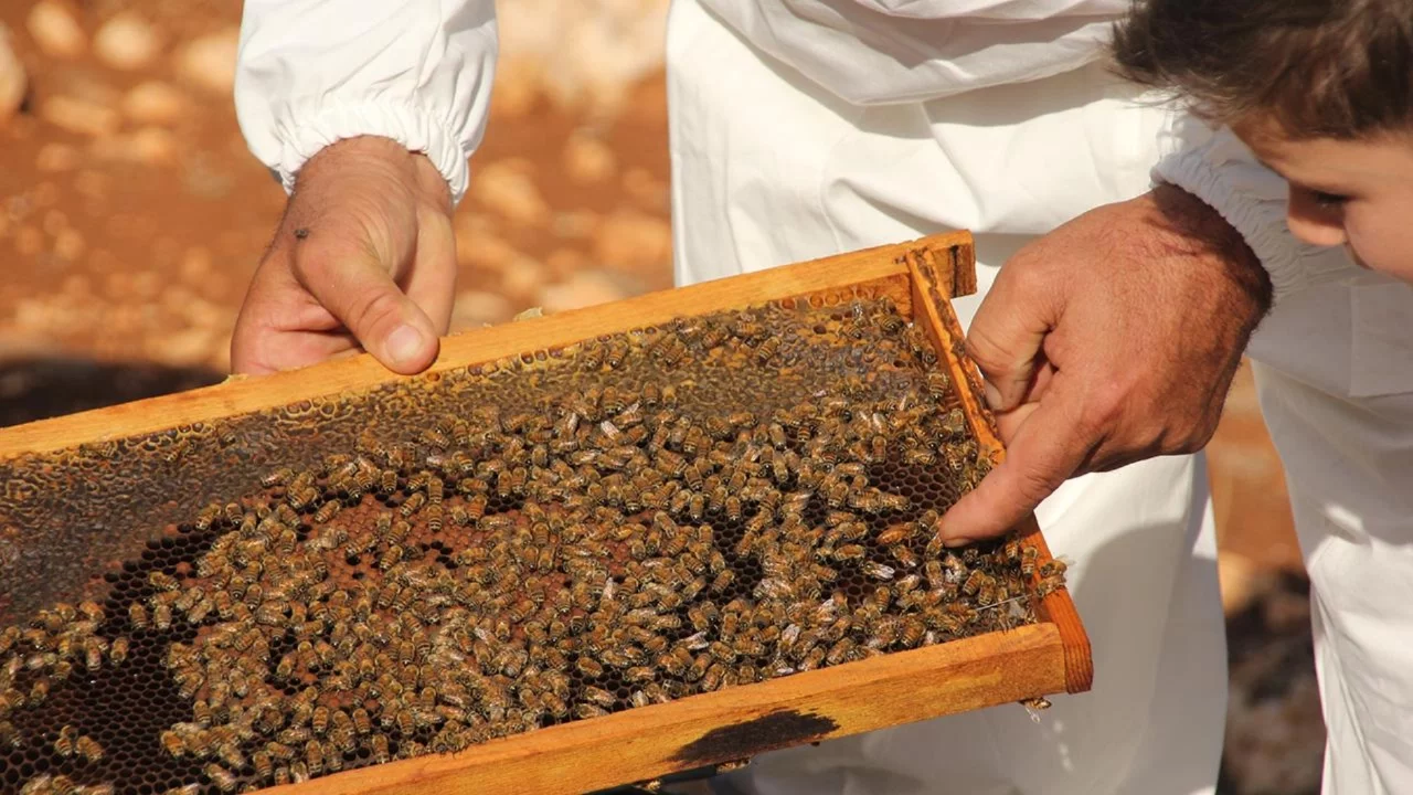 Uygunsuz balın piyasaya girişi engellenecek