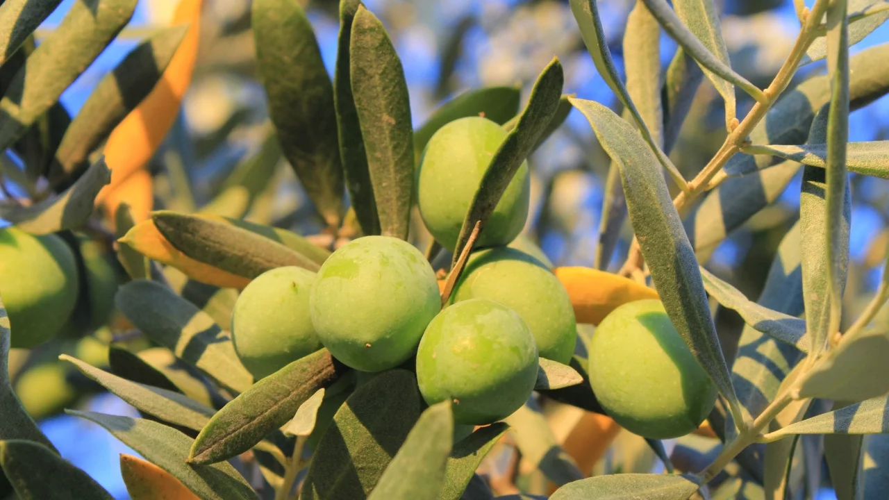 Bir kilogram zeytin için 6798 litre suya ihtiyaç duyuluyor