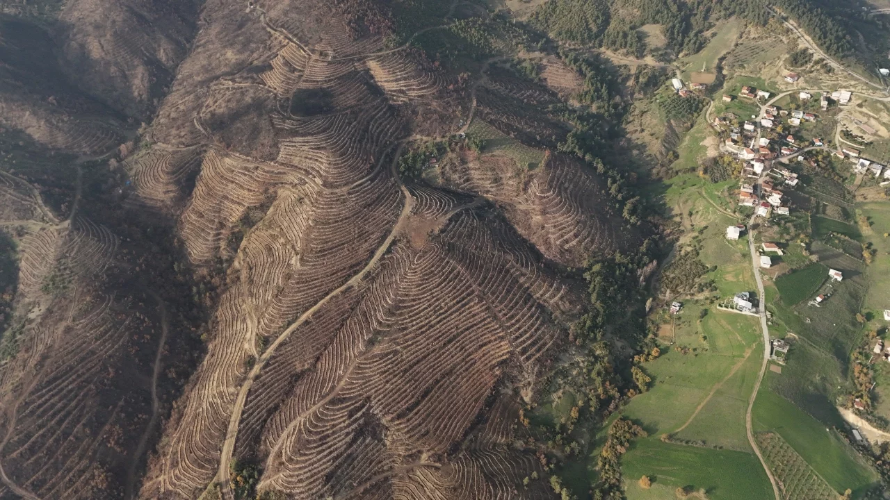 Bursa Harmancık yangınında küle dönen alanlar yeniden yeşeriyor