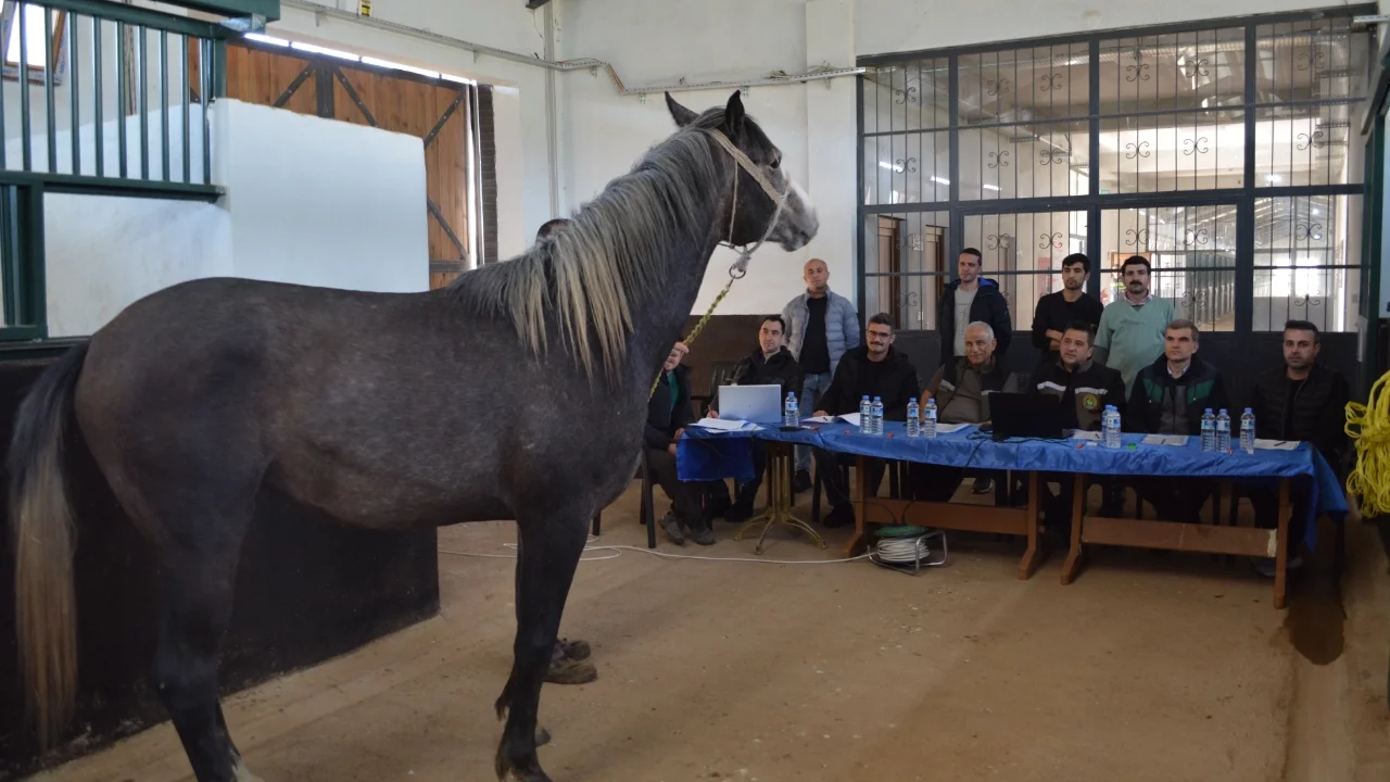 TİGEM, safkan Arap elit ve koşu taylarının seçimini tamamladı