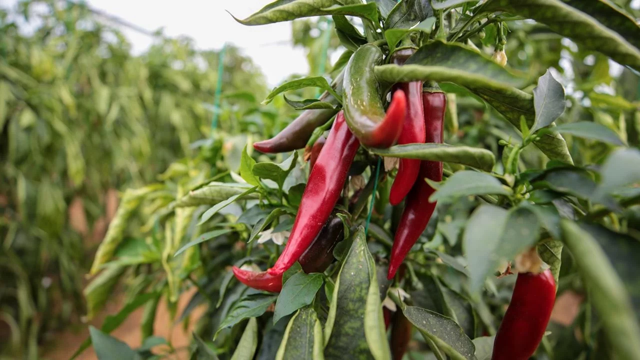 Zirai ilaçlara dijital takip: B-Reçete geliyor