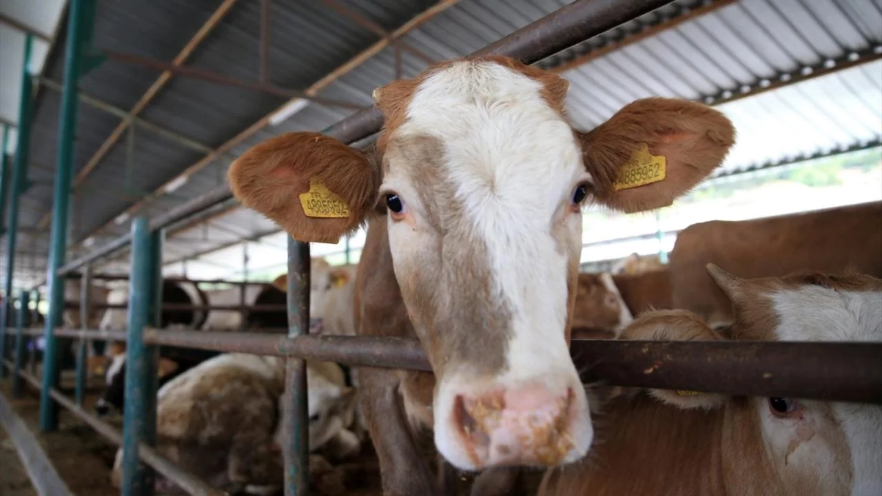 'Kurban Tebliği' Resmi Gazete'de yayımlandı