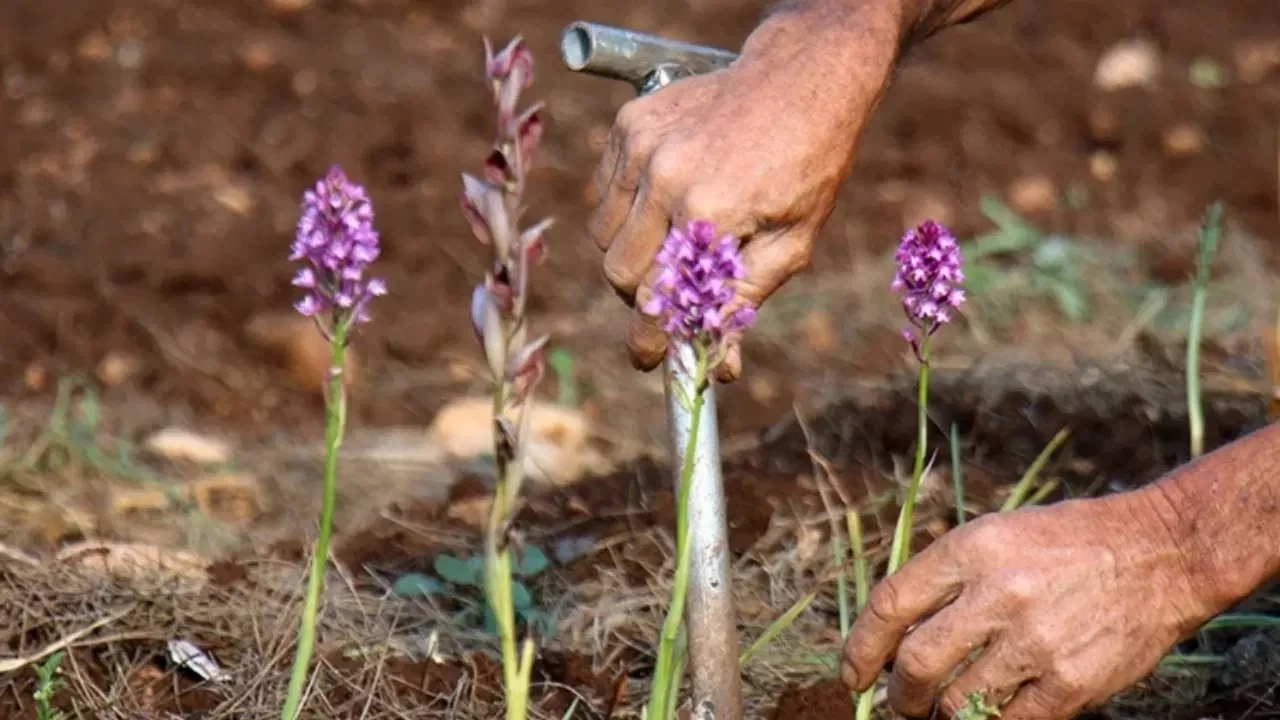 Yasaklı bitki toplayan şahsa 699 bin lira ceza