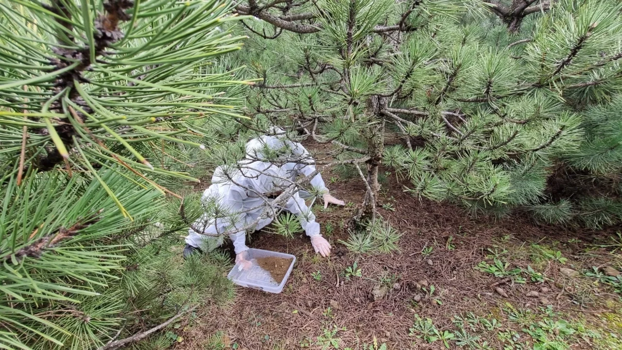 Bursa'da çam ormanları için kritik adım: Terminatör böcek salımı başladı