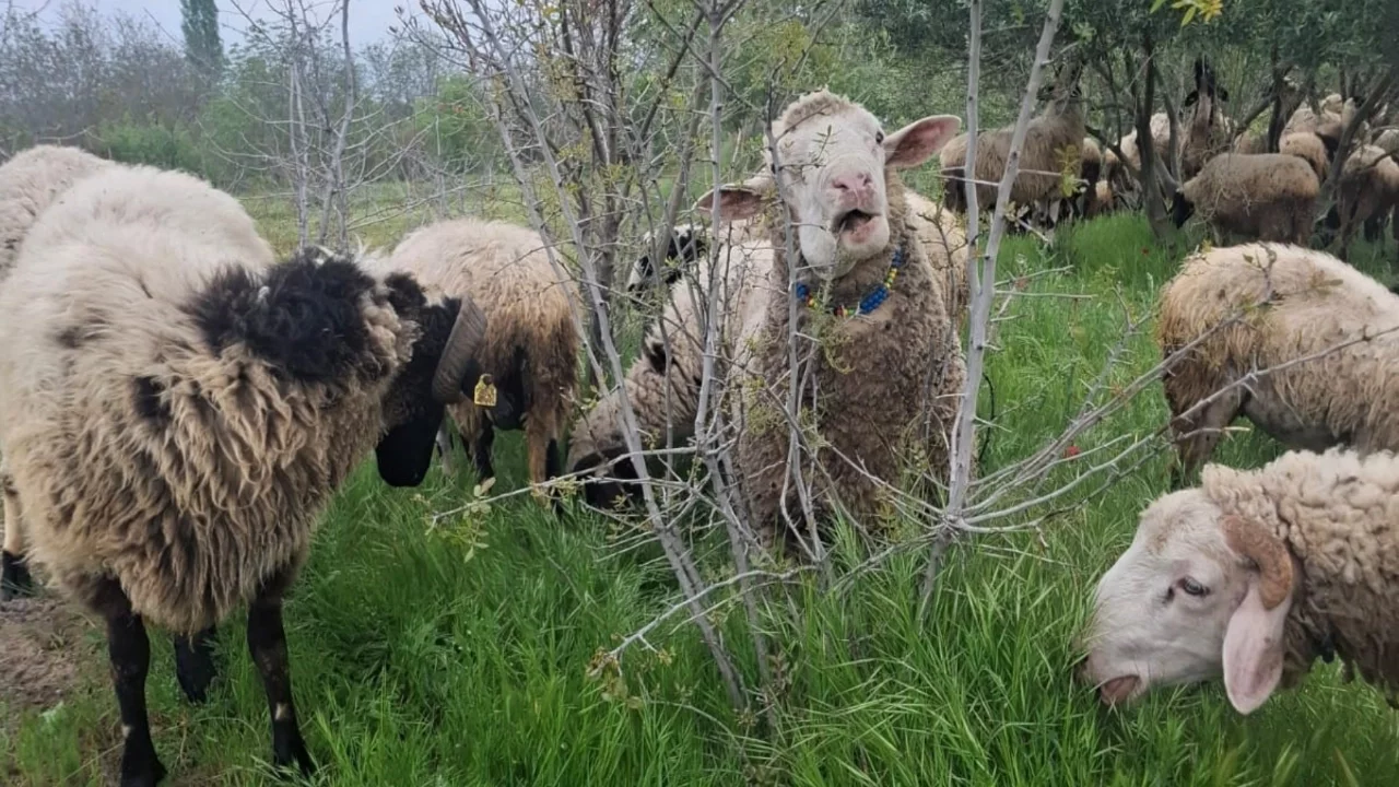 Denizli'de iki kardeşten melezleme ile yüksek et verimi