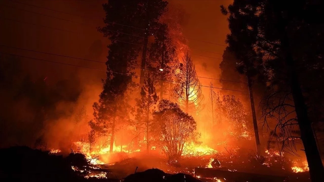 ABD'de orman yangını