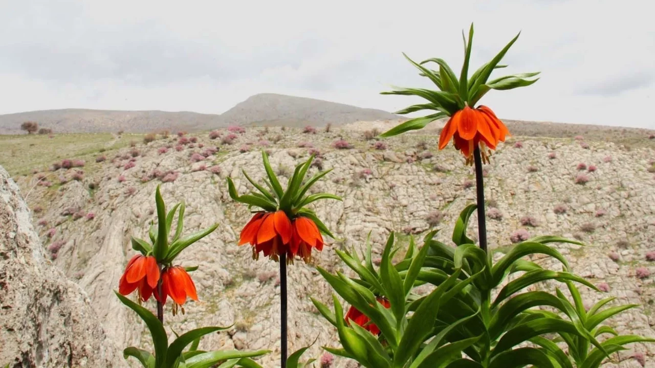 Kahramanmaraş'ta bu çiçeği koparmanın cezası 700 bin TL