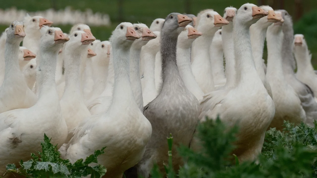 Yerli Anadolu kazı için dev ıslah hamlesi: Verim dünya standartlarına çıkacak