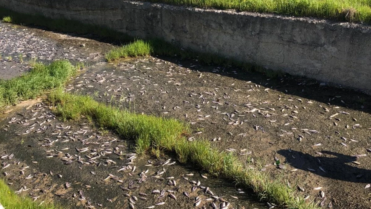 Tekirdağ'da gölde toplu balık ölümleri: İnceleme başlatıldı