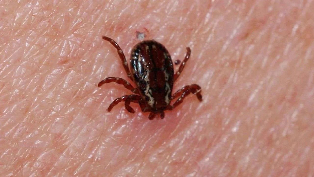 Kene kabusu geri döndü! Sivas'ta bir genç hayatını kaybetti