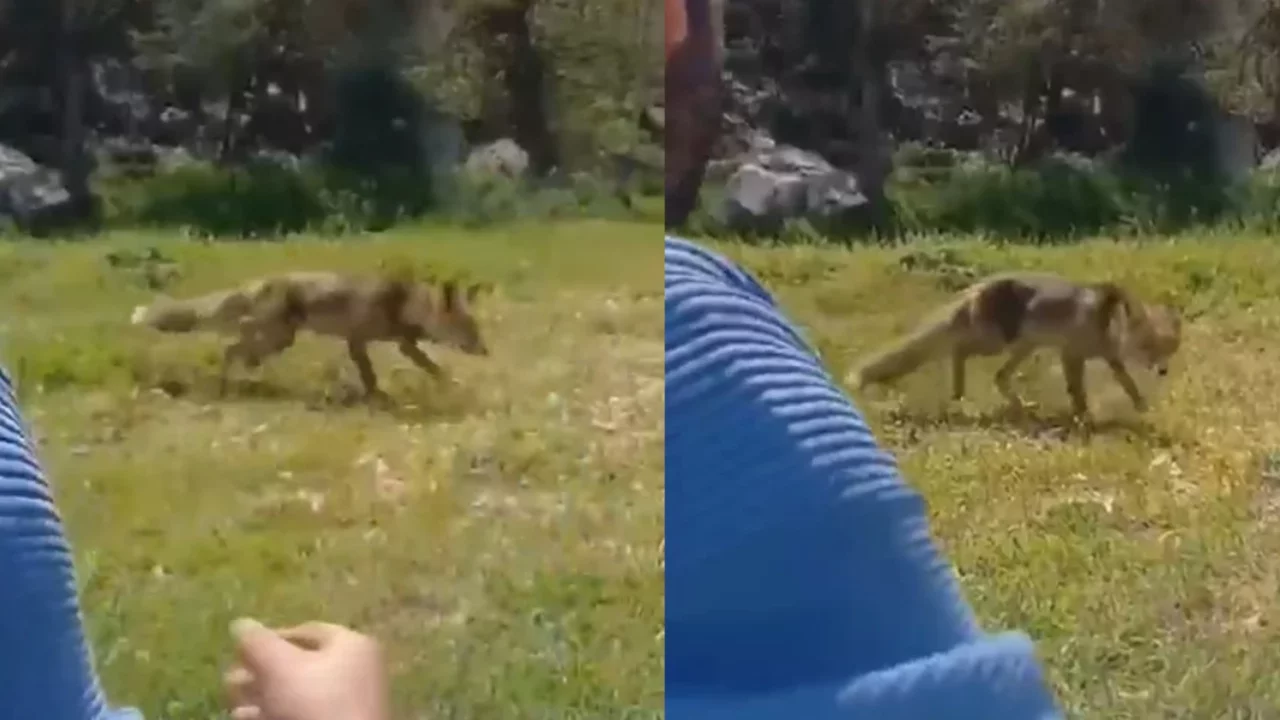 Bursa'da aç kalan tilkiler insanların yanına geldi