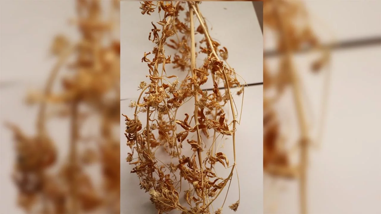 21 yıllık emekle geliştirilen "Ateş Mavisi" tescillendi