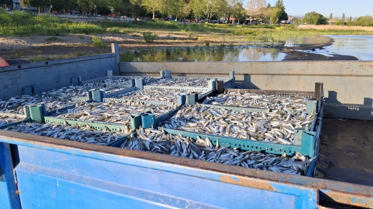 İznik Gölü'nde gümüş balığı sezonu bereketli başladı
