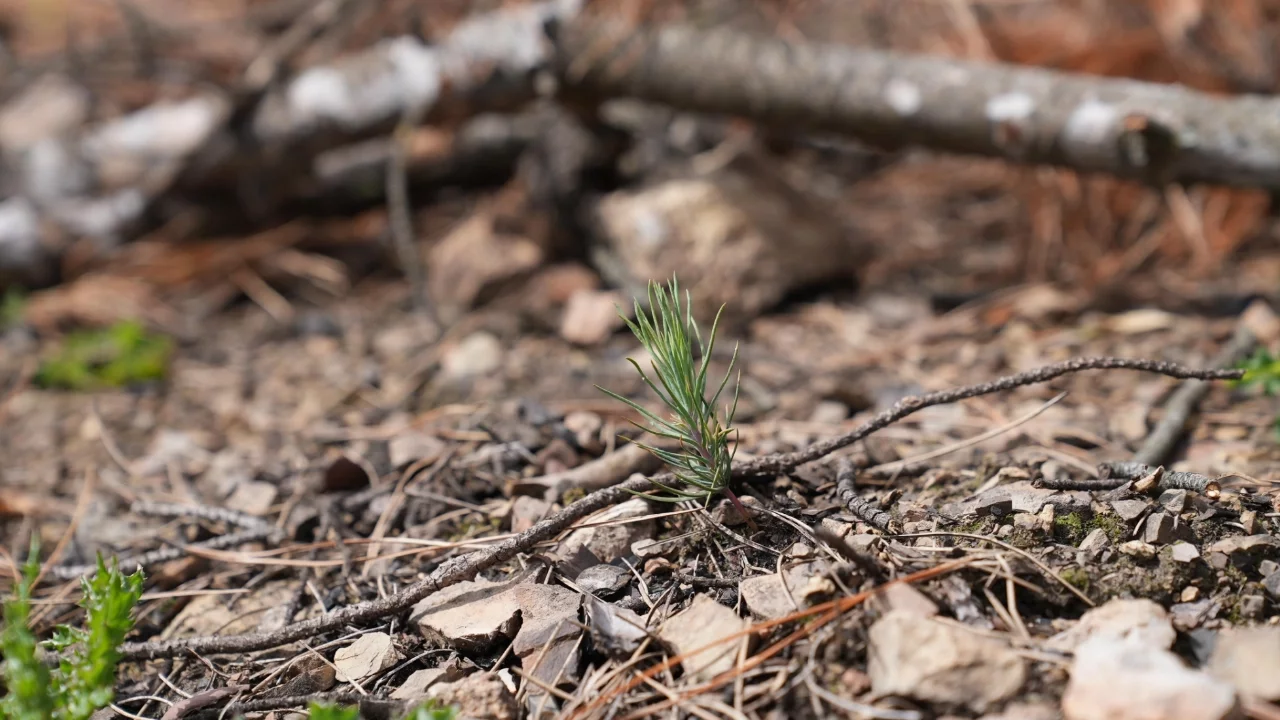 Başkan Işık'tan yeşil Gürsu çağrısı