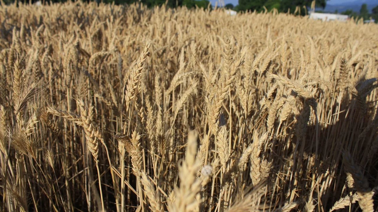 Dünya hububat üretiminde bir ilk gerçekleşecek