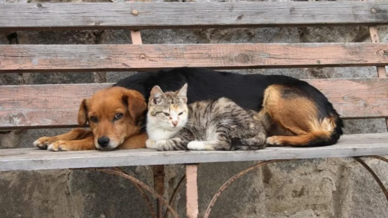 "Ötanazi" gündemli kurul toplantısı ertelendi