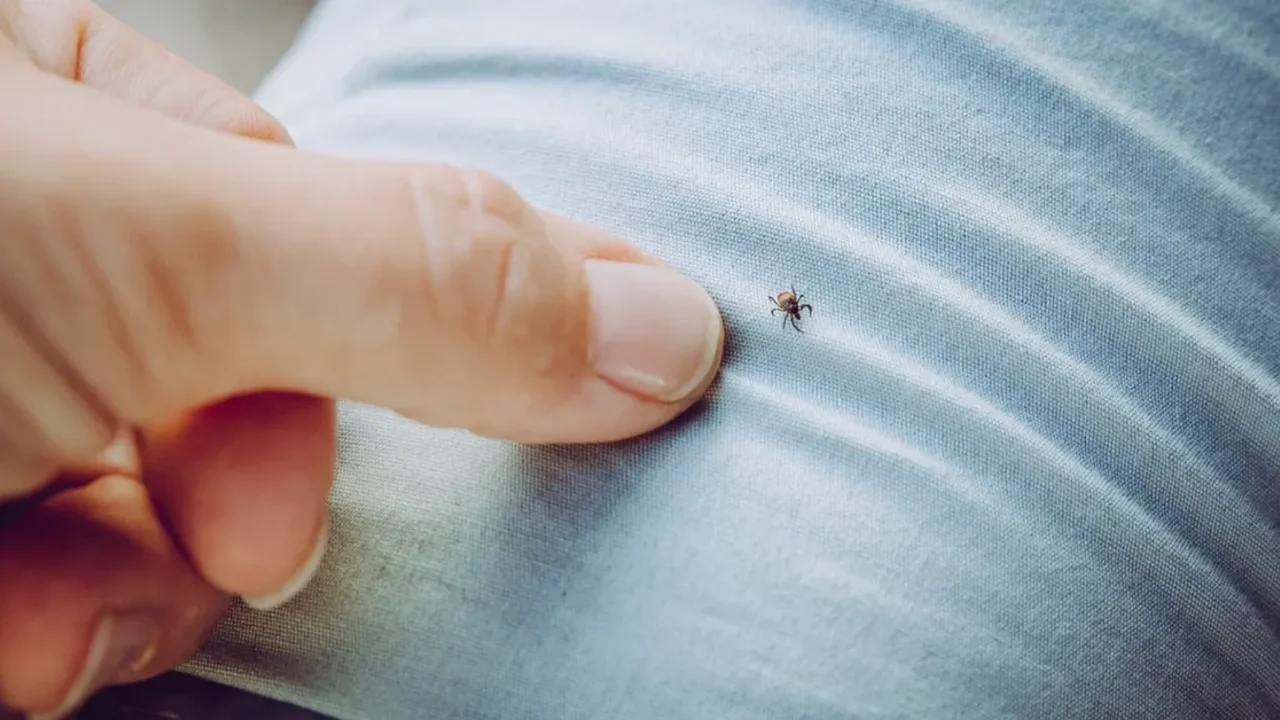 Kene alarmı: 2 kişiye KKKA tanısı kondu