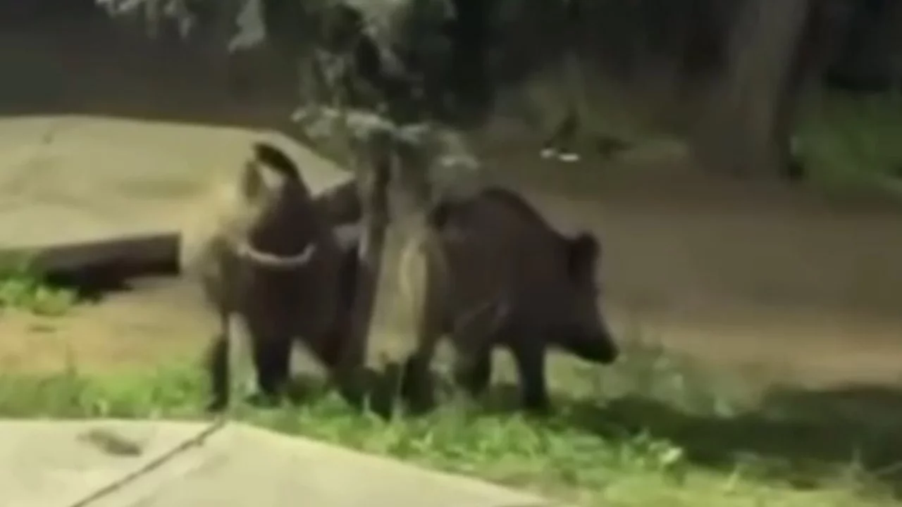 Bursa'da aç kalan domuzlar piknik alanlarına indi