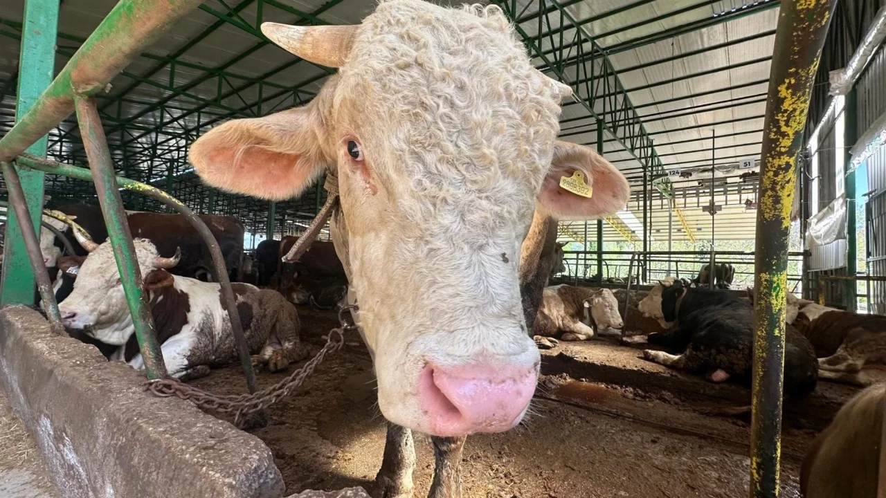 Bursa'da bir tonluk boğayı 400 bin liraya sattı